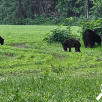 Black Bear hunting lottery for 2026 season closes today