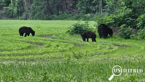 Black bear hunting season louisiana